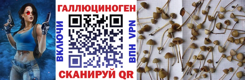 Купить закладки  Дмитров  Галлюциногенные грибы прущие грибы 